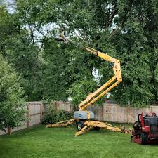 Best Root Management and Removal  in Point, TX